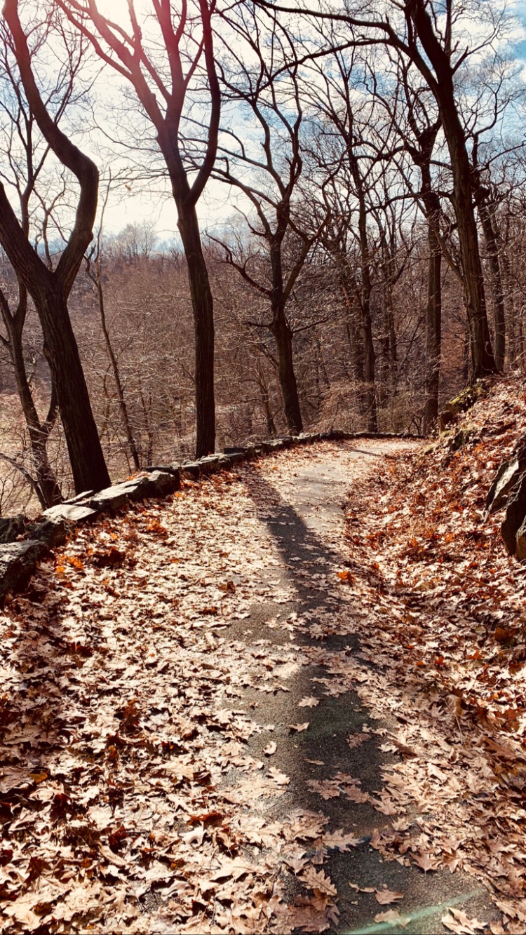 A wooded trail from Yeswanth’s Manhattan running journal